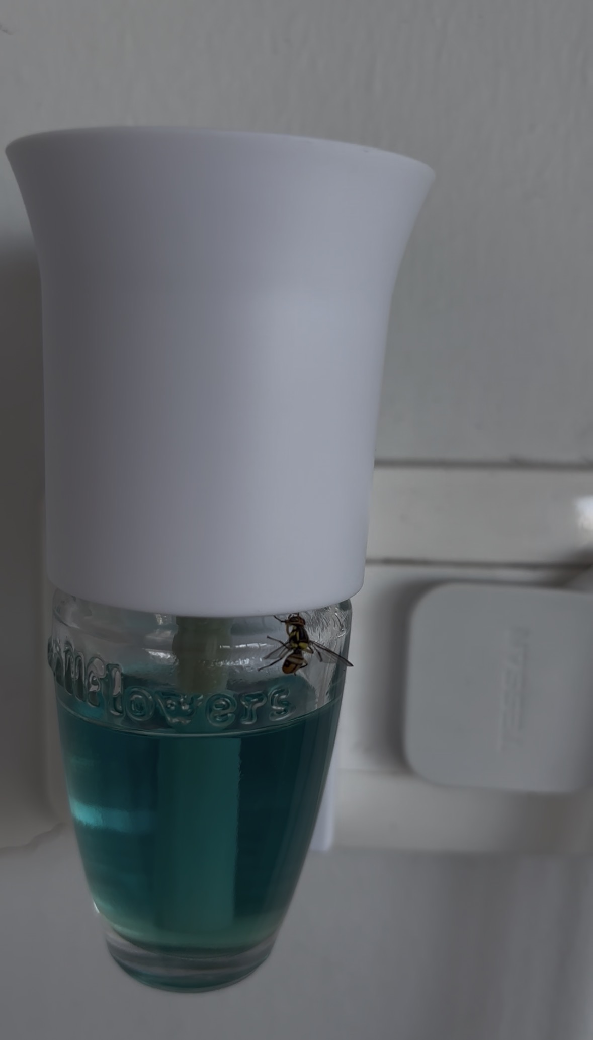 https://d3f8vdj1myj9bw.cloudfront.net/production/rating-and-review/bath_and_body_works/bbw-ph/28013277/28013277/review-images/3cb2299b-4c4d-423c-87b0-1b5556c2bc66.jpeg
